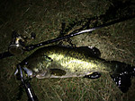 Img_1336_medium