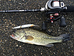Img_1446_medium