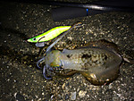 Img_1490_medium