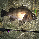Img_1550_medium