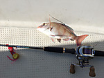 Img_1608_medium