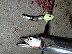 Img_1647_medium_2