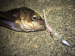 Img_1671_medium