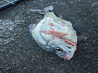 Imgp1545_2