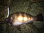 Img_1716_medium