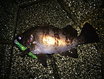 Img_1719_medium