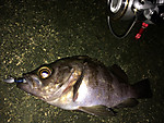 Img_1725_medium