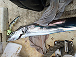 Img_1730_medium_2