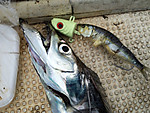 Img_1731_medium