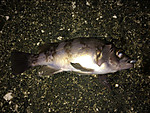 Img_1746_medium