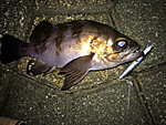 Img_1752_medium