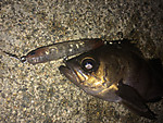 Img_1783_medium