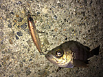 Img_1784_medium