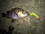 Img_1787_medium