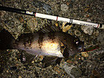 Img_1794_medium