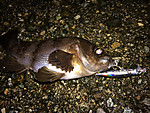 Img_1842_medium