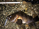 Img_0106_medium