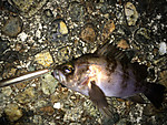 Img_0109_medium