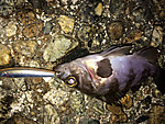 Img_0110_medium