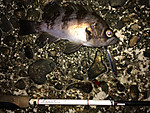 Img_0112_medium