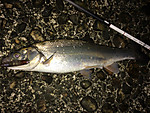 Img_0142_medium