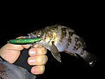 Img_0157_medium