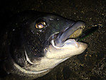 Img_0158_medium