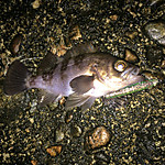 Img_0169_medium