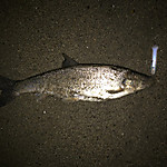 Img_0181_medium