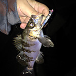 Img_0204_medium