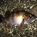 Img_0206_medium