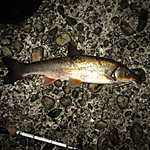 Img_0208_medium