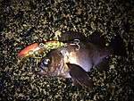Img_0220_medium