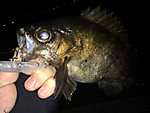 Img_0231_medium