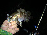 Img_0343_medium