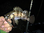 Img_0345_medium