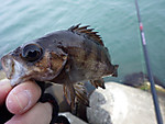 Imgp1893_medium