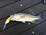 Img_0360_medium