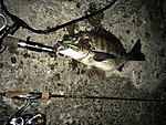 Img_0362_medium