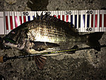 Img_0363_medium