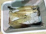 Img_0681_medium
