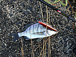 Img_0779_medium_2