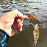 Img_0783_medium