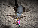 Imgp2269_medium