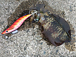 Img_0950_medium