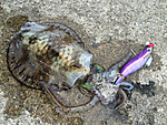 Img_0951_medium