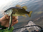 Img_0990_medium