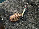 Img_1119_medium