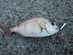 Imgp2368_2
