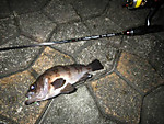 Img_1162_medium